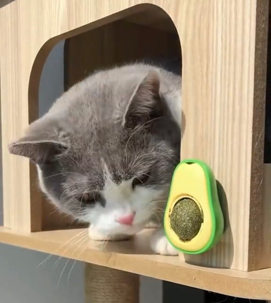 AvoCat - Avocado shaped catnip toy